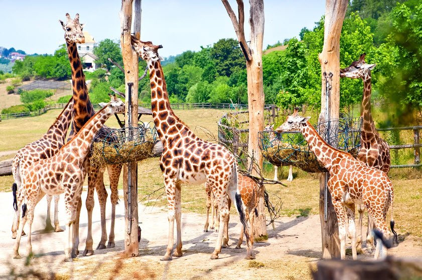 Prague Zoo, Prague, Czech Republic (Czechia)